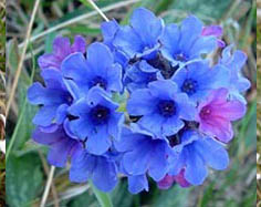 Pulmonaria officinalis